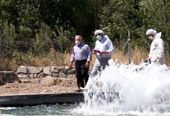 کاهش 80 درصدی بروز بیماری IHN در ماهیان قزل آلای استان آذربایجان شرقی