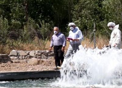 کاهش 80 درصدی بروز بیماری IHN در ماهیان قزل آلای استان آذربایجان شرقی
