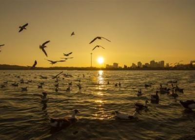 شناسایی 114 گونه پرنده مهاجر در دریاچه شهدای خلیج فارس تهران